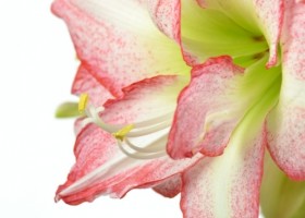 hippeastrum Double Record (3)